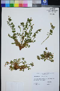 Ivesia arizonica image
