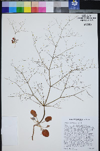 Eriogonum viscidulum image