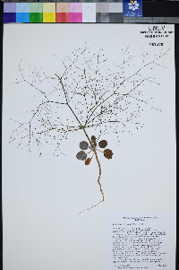 Eriogonum viscidulum image
