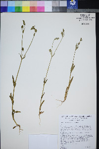 Silene multinervia image