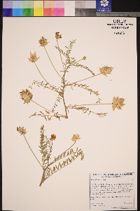 Astragalus hornii image