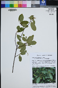 Frangula rubra subsp. rubra image