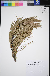 Pinus washoensis image