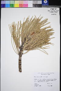 Pinus washoensis image