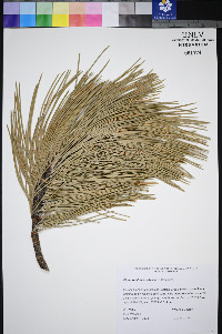 Pinus washoensis image