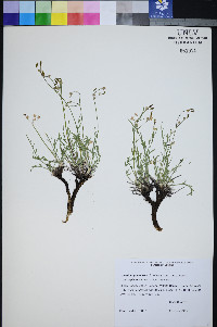 Peucedanum graveolens image