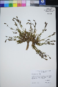 Silene bernardina image