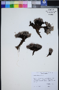 Eriogonum holmgrenii image