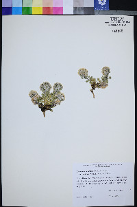 Ipomopsis congesta image