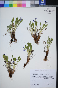 Primula nevadensis image