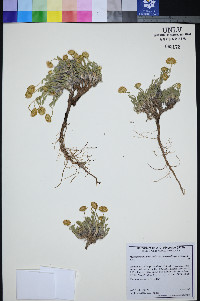Xanthisma grindelioides var. depressum image