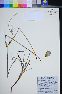 Calochortus splendens image