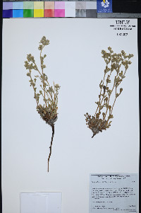 Oreocarya welshii image