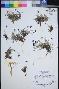 Astragalus spatulatus image