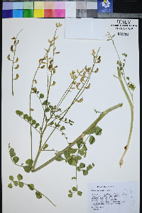Astragalus porrectus image
