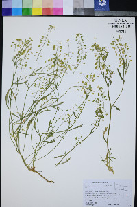 Lepidium montanum image