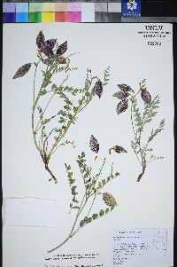 Astragalus oophorus image