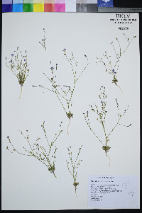 Gilia heterostyla image