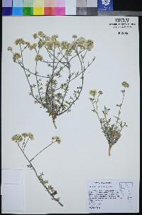 Ipomopsis congesta image