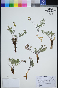 Lomatium fimbriatum image
