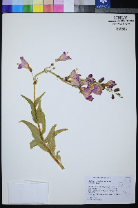 Penstemon palmeri var. macranthus image