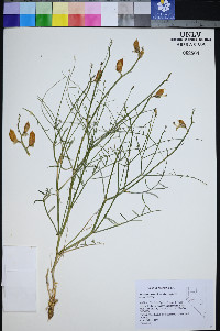 Astragalus serenoi var. shockleyi image