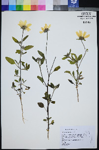 Helianthus deserticola image