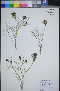 Astragalus pterocarpus image