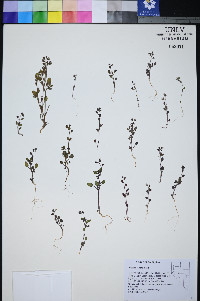 Phacelia incana image