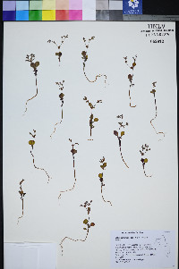 Johanneshowellia puberula image
