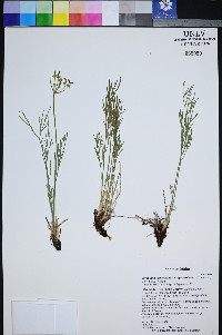 Lomatium graveolens image