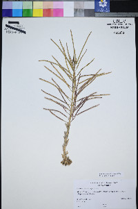 Boechera shockleyi image