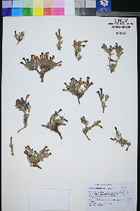 Penstemon thompsoniae image