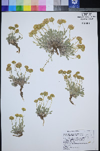 Xanthisma grindelioides var. depressum image