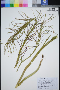 Caulanthus barnebyi image