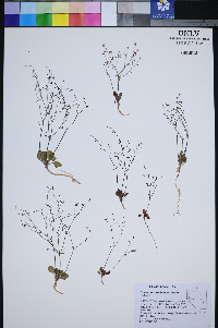 Eriogonum esmeraldense var. toiyabense image