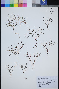 Johanneshowellia puberula image