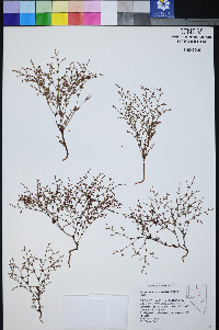 Johanneshowellia puberula image