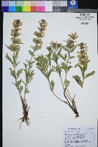 Penstemon arenarius image