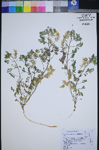 Astragalus pulsiferae image