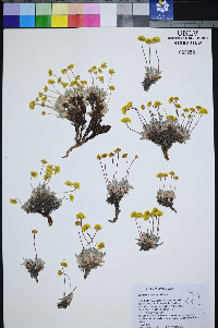 Eriogonum prociduum image