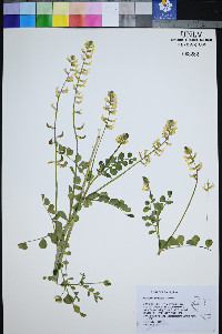Astragalus porrectus image