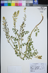 Astragalus porrectus image