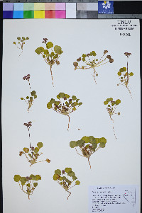 Eriogonum lemmonii image