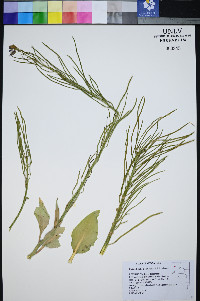 Caulanthus barnebyi image