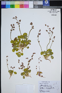 Eriogonum lemmonii image