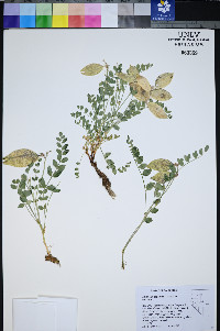 Astragalus oophorus var. oophorus image