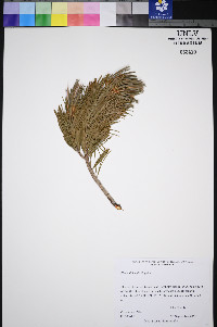 Pinus albicaulis image