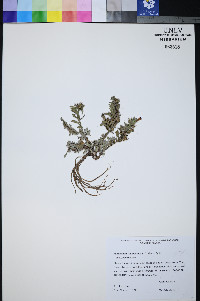 Penstemon thompsoniae var. jaegeri image