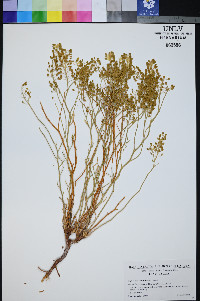 Lepidium montanum image